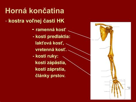 Rôzne typy protéz hornej končatiny