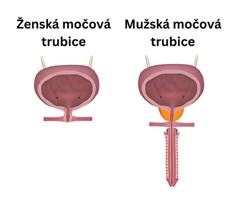 Ilustrácia Eustachovej trubice u dieťaťa