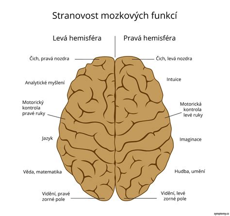 Schéma prepojenia hemisfér mozgu