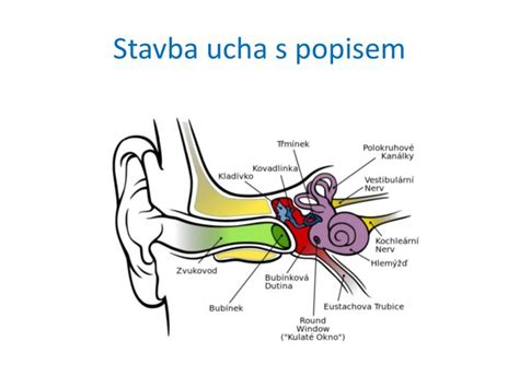 schéma stavby ľudského ucha