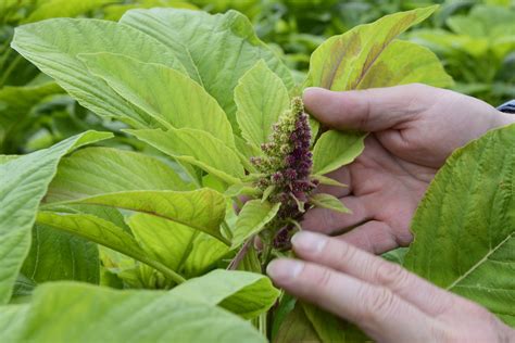Zloženie rastlín s liečivými účinkami