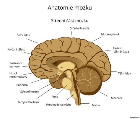 Ilustrácia ľudského mozgu s vyznačenými oblasťami zodpovednými za stres a náladu