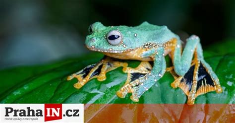 Ilustrácia vonkajšieho oplodnenia žaby