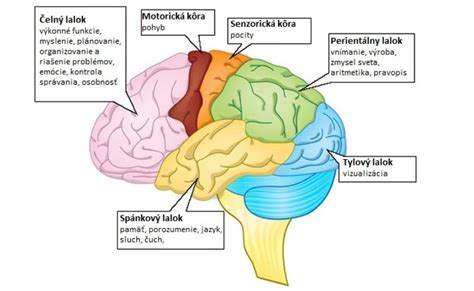 Ilustrácia mozgu a centra hladu