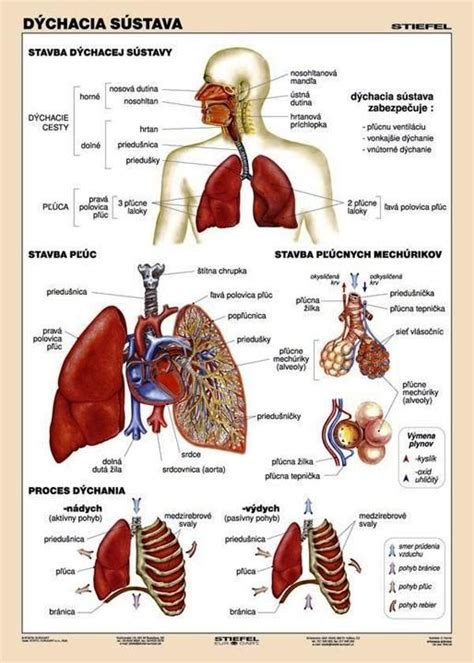 schéma dýchacieho systému