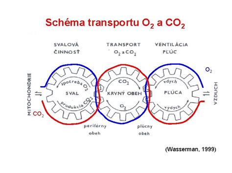 Schéma transportu kontaminantov v pôde