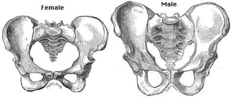 Anatomická kresba ženskej panvy s vyznačenými svalmi panvového dna