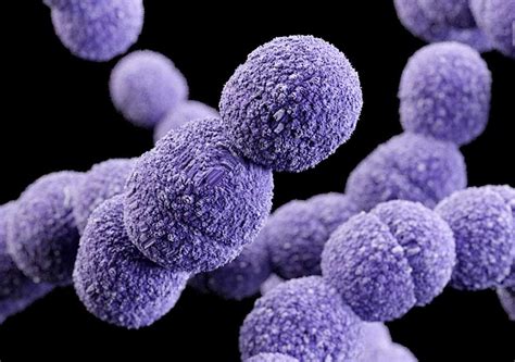 Ilustrácia baktérie Streptococcus agalactiae