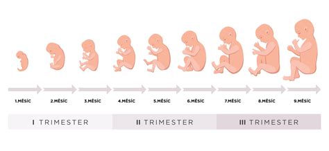 Grafické znázornenie vývoja plodu v prvom trimestri