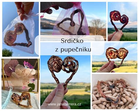 štruktúra placenty