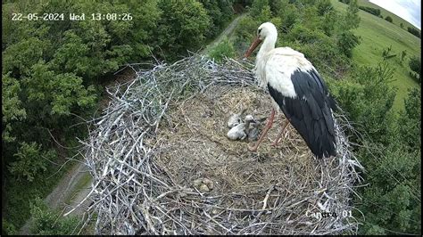 Ilustrácia bábätka v hniezde