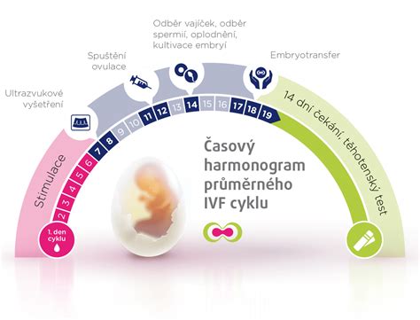 Infografika: Štatistika úspešnosti IVF cyklov