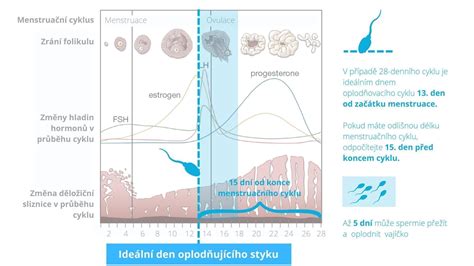 Graf reprodukčného cyklu ženy