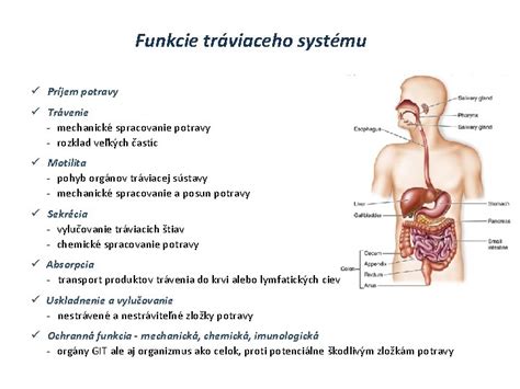 štruktúra tráviaceho systému dieťaťa