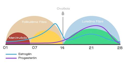Graf porovnávajúci hladiny estrogénu a progesterónu počas menštruačného cyklu