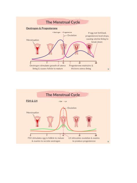 Schéma znázorňujúca úlohu progesterónu v menštruačnom cykle a tehotenstve