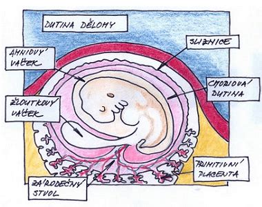 Vývoj placenty a pupočnej šnúry