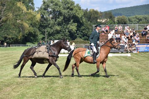 Detail konského záprahu