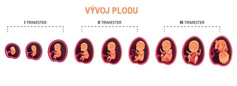 Graf porovnania rastu plodu v týždňoch tehotenstva