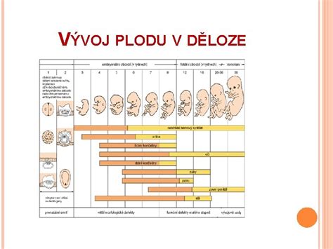 Vývoj plodu v 31. týždni tehotenstva